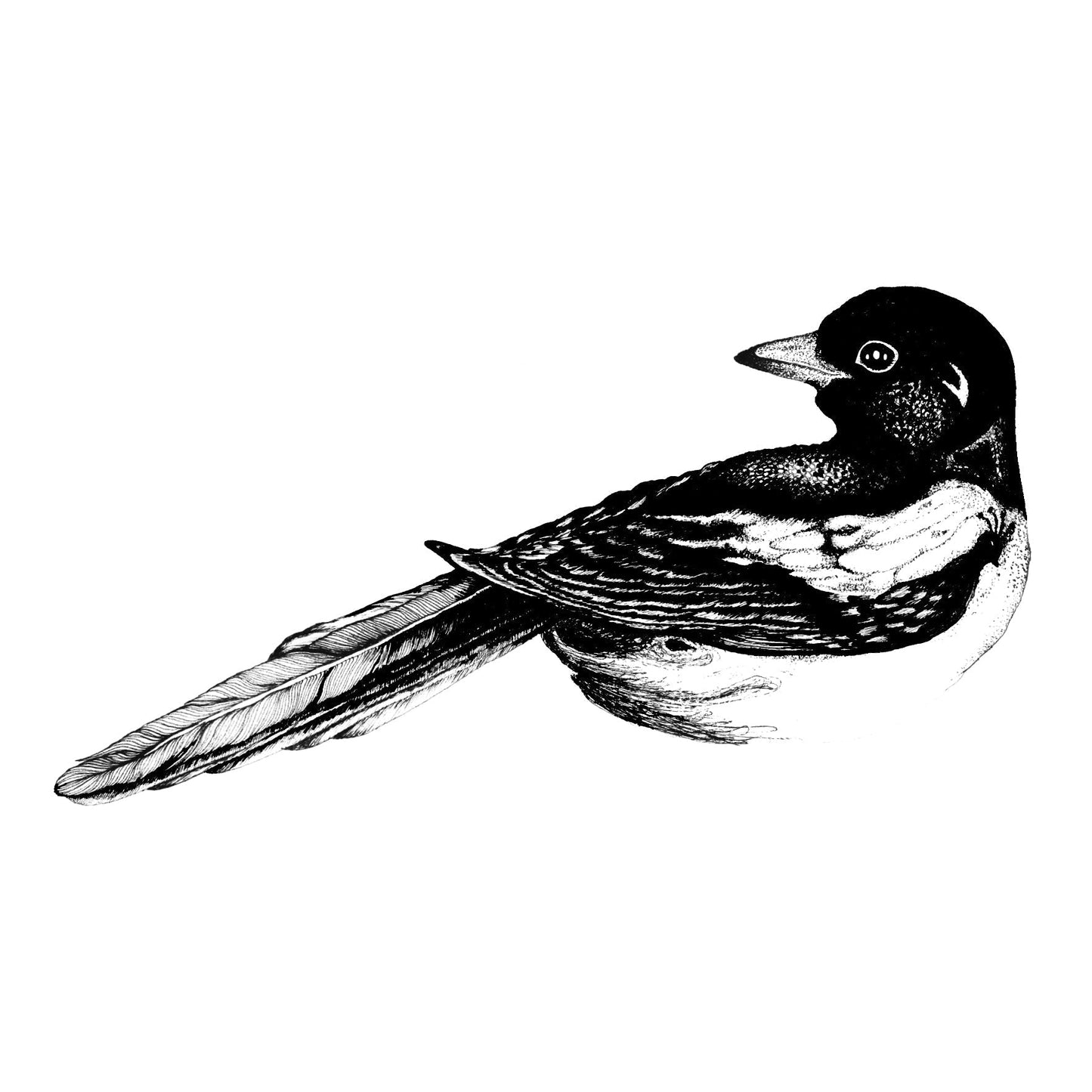 The Curious Magpie Series - Four For Boy - Limited Edition Print