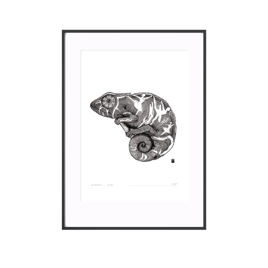 Curious Creatures Series - Curious Chameleon - Limited Edition Print